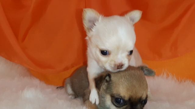 Чишки мальчишки смотреть онлайн