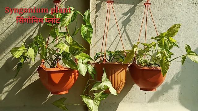 Best Hanging Plants For Balcony