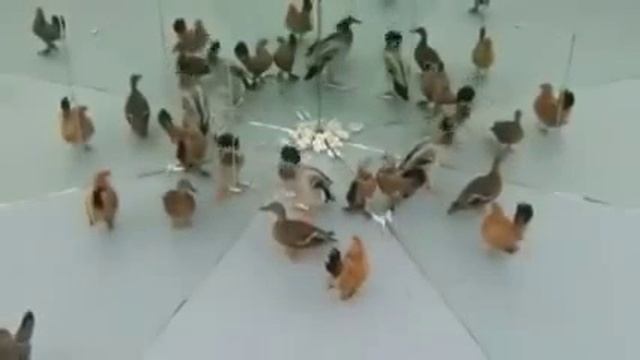 Офигевшие животные!  Superkot Ucoz Ru