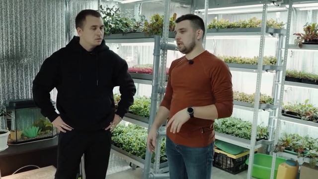 Как вырастить микрозелень. Лучшая технология. Микрозелень дома смотреть онлайн