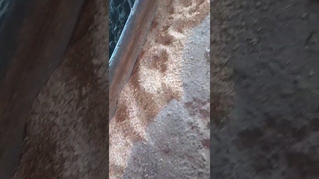 Откорм бычков на Purina