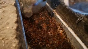 Бык переел дроблёнки . Что делать если бык не есть корм ?