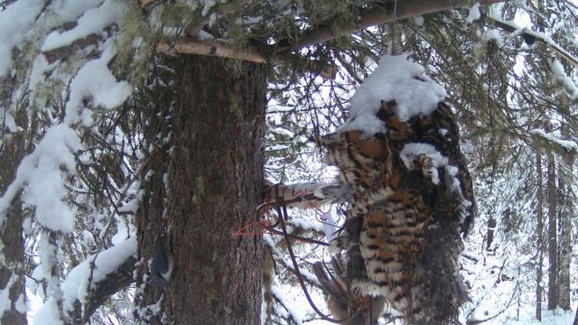 Охота на соболя.Сезон 3. Начало. смотреть онлайн