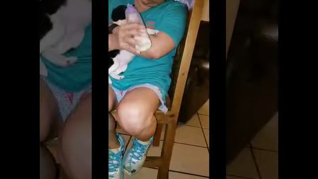 Bonding with my Luna Basenji way смотреть онлайн