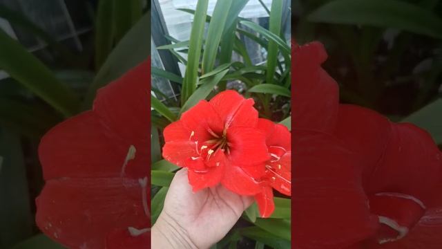 Сеянец перекрестного опыления Харизма х Дансинг Квин? смотреть онлайн