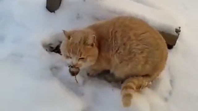 Кот поймал мышь смотреть онлайн