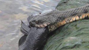 Жигулевская анаконда