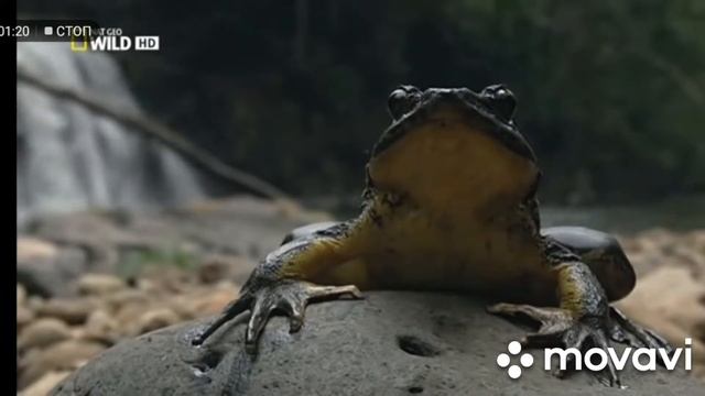 Самая БОЛЬШАЯ Лягушка в Мире! Nat Geo Wild. Лягушка Монстр. Отрывок. смотреть онлайн