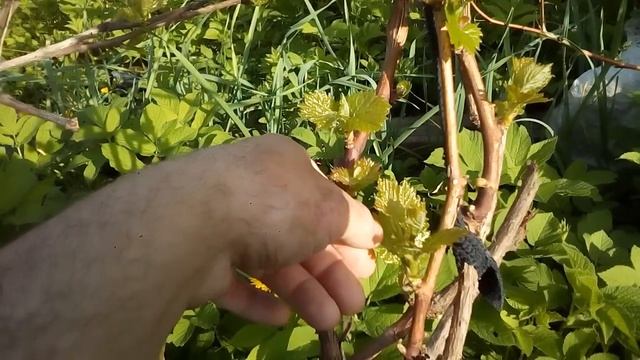 ВИНОГРАД КИШМИШ 342. ПОСЛЕ КАРБАМИДА ЧЕРЕЗ 3 ДНЯ. смотреть онлайн