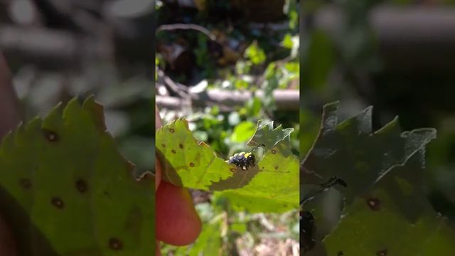 Гусеница ест липовый листок. Caterpillar eats a linden leaf смотреть онлайн