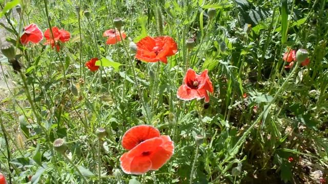 ФУТАЖ Красивое поле с маками смотреть онлайн