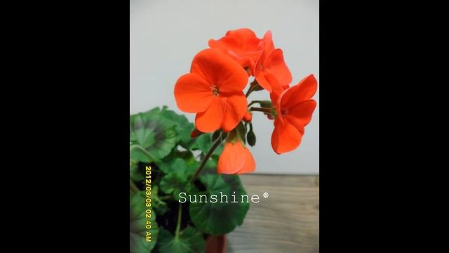 Pelargonium Maverick Scarlet 페라고늄 매버릭 스칼렛 смотреть онлайн