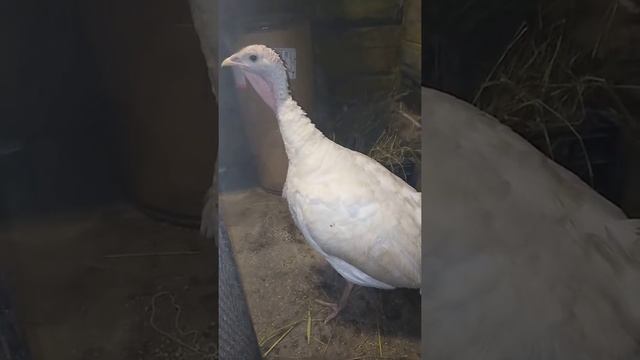 Как посадить индюшку на яйца) смотреть онлайн