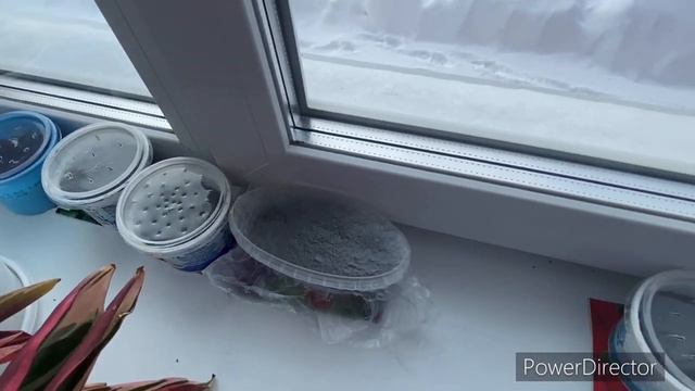 Ну и снегопад! Посадила катарантус. ПЕТУНИЯ ВСХОДИТ! смотреть онлайн
