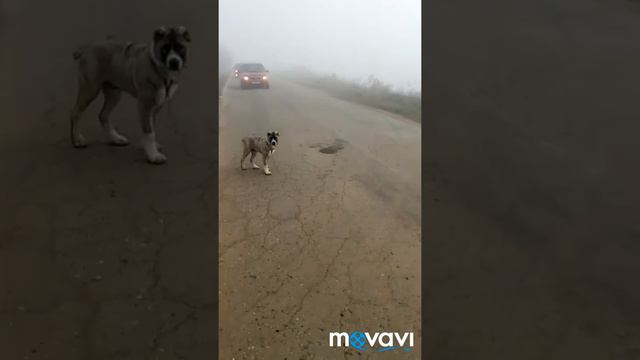 энем красная туман на земле 9 11 2018 смотреть онлайн