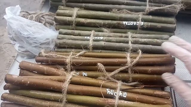 Сохраняем до весны: ивовая лоза для живой плетеной изгороди смотреть онлайн