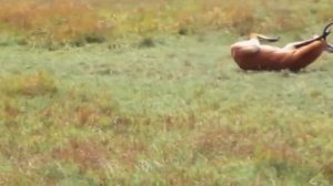 20 Случаев Невероятного Спасения Животных Из Лап Хищников