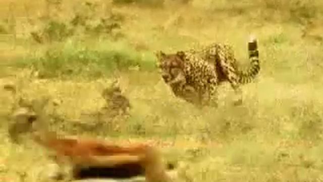 Cheetah chases смотреть онлайн
