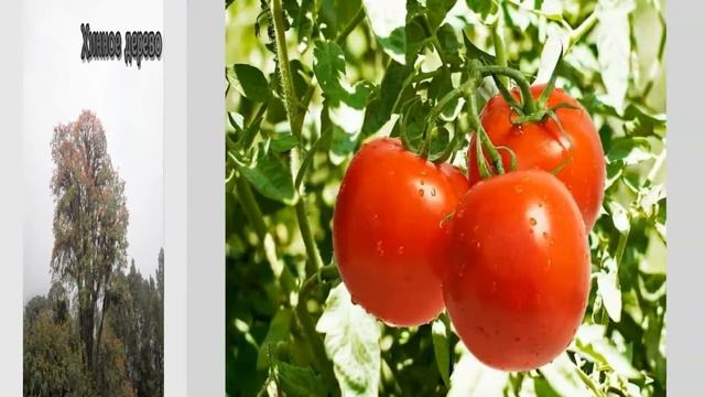 Путешествие по Южной Америке смотреть онлайн