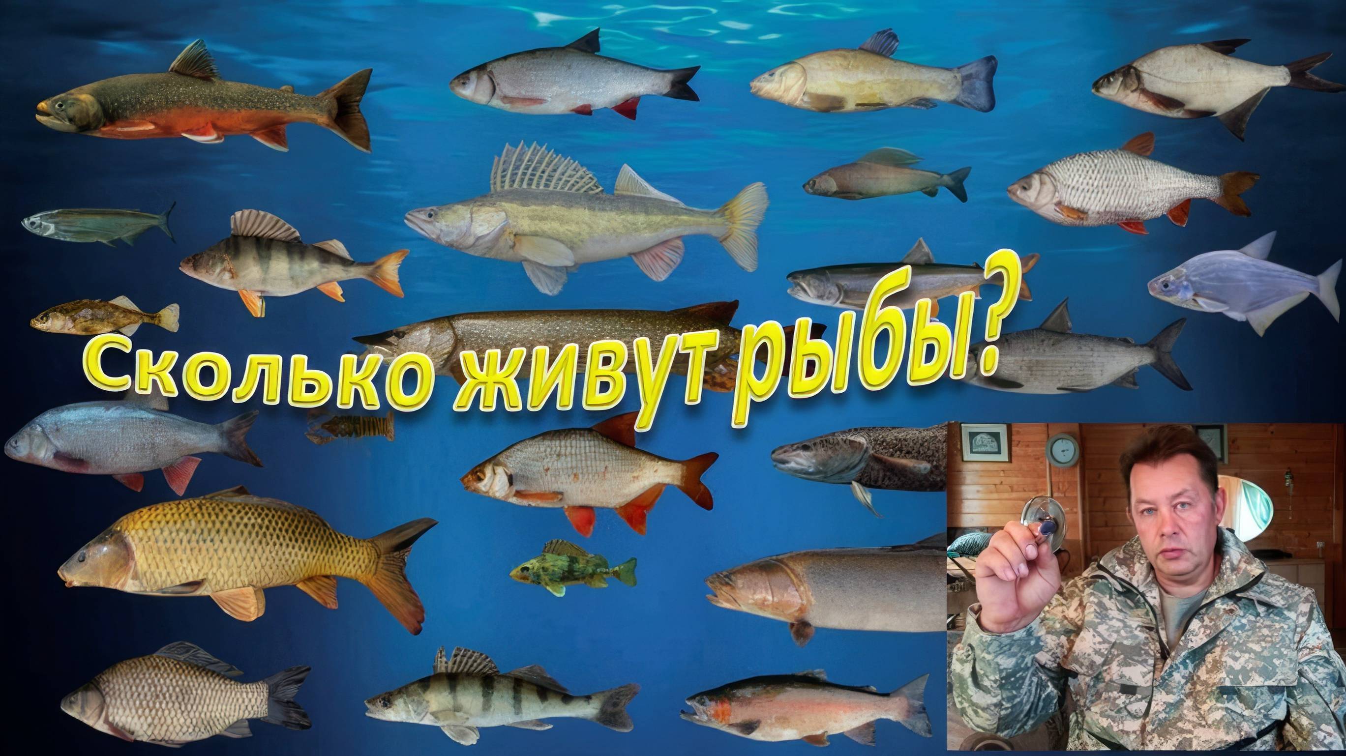 Сколько живут рыбы? Кто они - рыбы-долгожители? смотреть онлайн