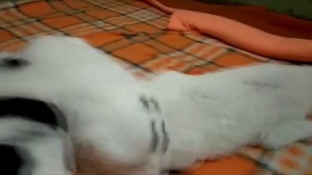 Щенки САО - алабая , помет "П" - 21.10.2019 г. из Белого Лекаря смотреть онлайн