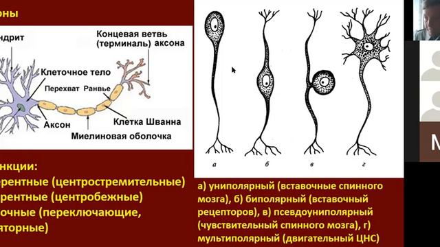 7 класс. Нервная система животных, часть 1 смотреть онлайн