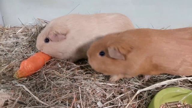 Ошибки владельцев морских свинок: Сено и зубы. смотреть онлайн