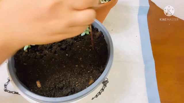 Burro’s tail care/ propagation tips смотреть онлайн