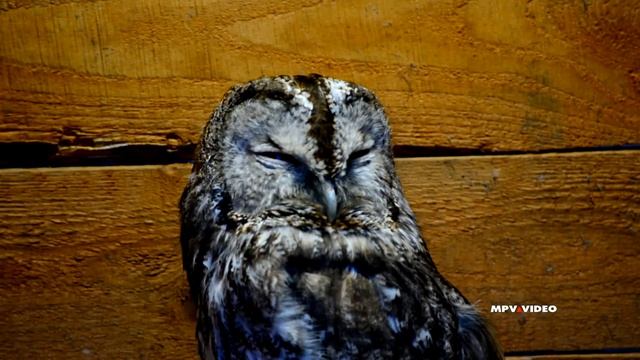 Соколиный Двор в Великом Новгороде смотреть онлайн