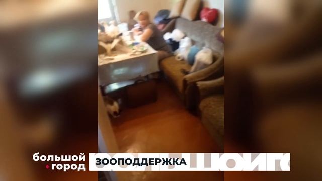 ЗООПОДДЕРЖКА. Большой город 02/11/23 смотреть онлайн