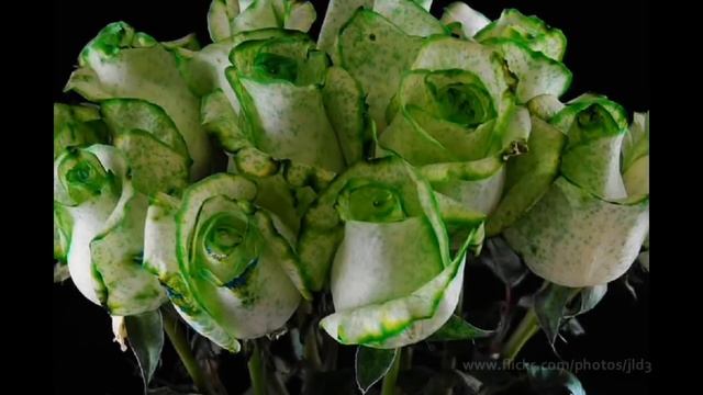 The Rose Project v2 смотреть онлайн