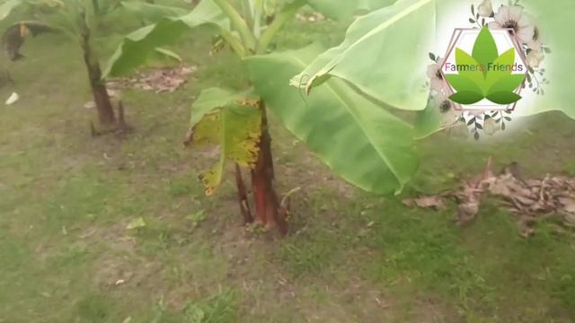 কলা চাষের বিস্তারিত আলোচনা। কলা চাষ করে লাক্ষ টাকা আই। Banana Cultivation. смотреть онлайн