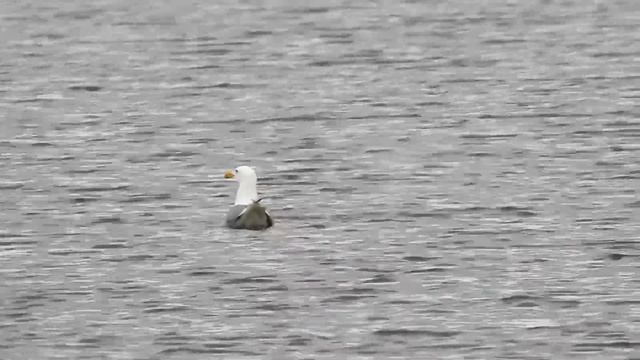 Лысухи и другие птицы смотреть онлайн