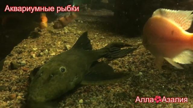 Аквариумные рыбки. Релакс #рыбки #рыбкидляаквариума #релаксмузыка #релакс смотреть онлайн
