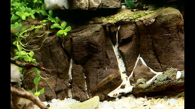 Nature 40 Home Scaping intro смотреть онлайн