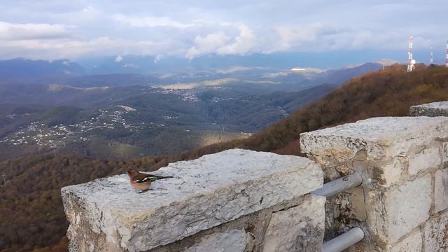 Интересная птица красуестся перед камерой. Гора Ахун. Сочи.