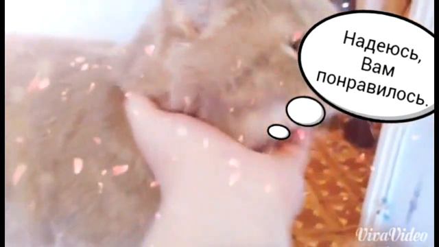 Кот говорит поздравления с 8 марта. Поздравь женщин. смотреть онлайн