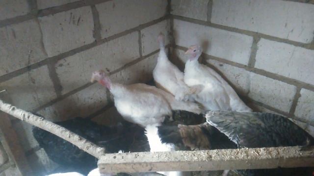 Как определить пол у индюков? Сколько лет держать индюка на племя? Как отличить индюка от индюшки? смотреть онлайн