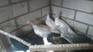 Как определить пол у индюков? Сколько лет держать индюка на племя? Как отличить индюка от индюшки?