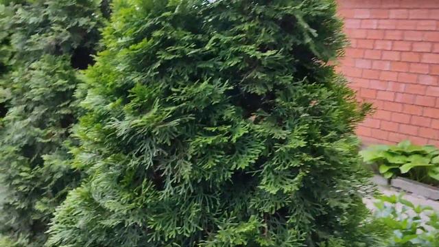 Подкормка и уход за туями - Огород в Запорожье смотреть онлайн