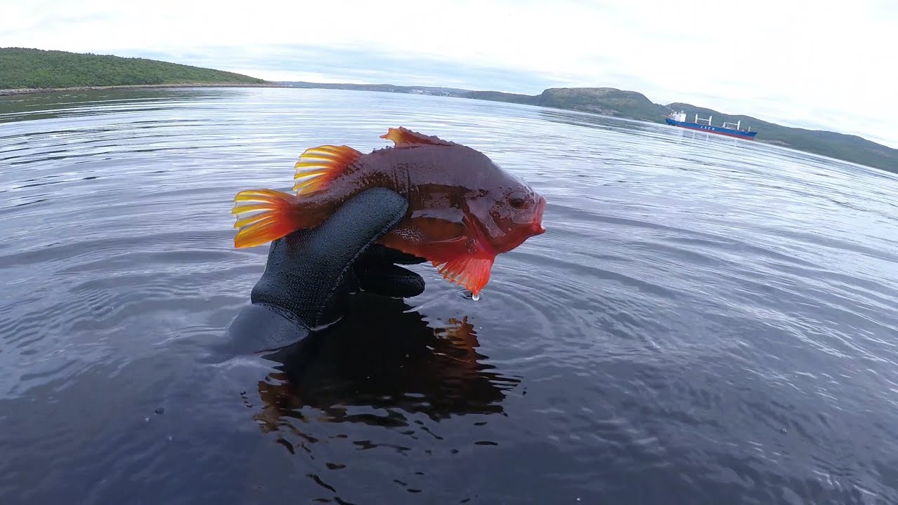 ПОДВОДНАЯ ОХОТА В КОЛЬСКОМ ЗАЛИВЕ НА КАМБАЛУ / SPEARFISHING IN THE KOLA BAY FOR FLOUNDER