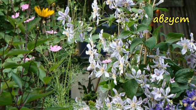 Клематисы. Star River смотреть онлайн