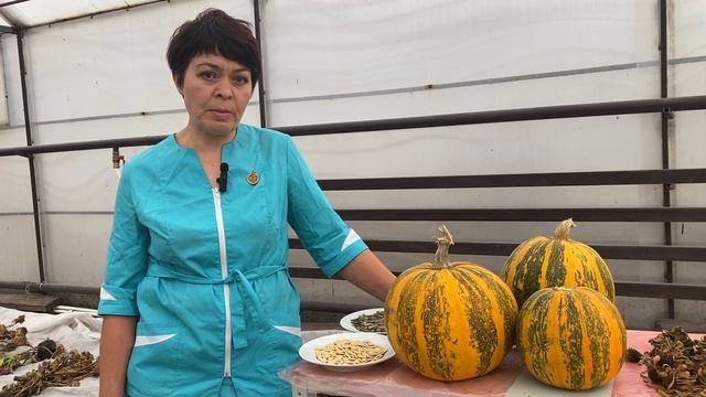 Проблемы выращивания голосеменной тыквы. Школа продвинутого садовода смотреть онлайн