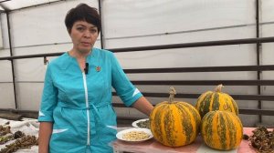 Проблемы выращивания голосеменной тыквы. Школа продвинутого садовода