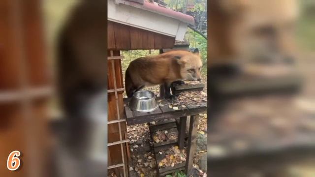 ЛИСЯО. Алиса - Лиса. Качает лисьи права