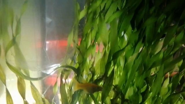 2 Моллинезия + Карликовый Петушок в новом Домике смотреть онлайн