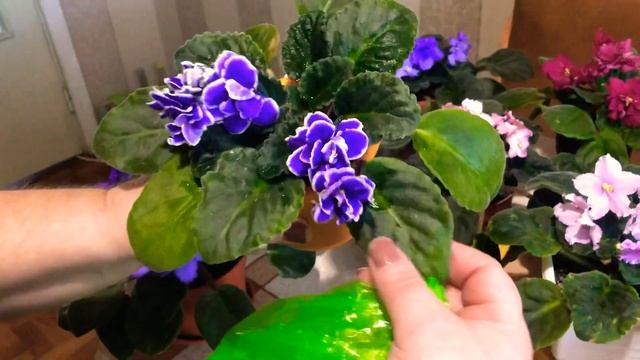 ?Фиалки очень долго цветут и радуют даже в декабре/Fialkalarim meni sevindirirler, hetda dekabrda смотреть онлайн