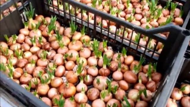 How to plant onions on the pen. An original way! Как сажать лук на перо. Оригинальный способ! смотреть онлайн