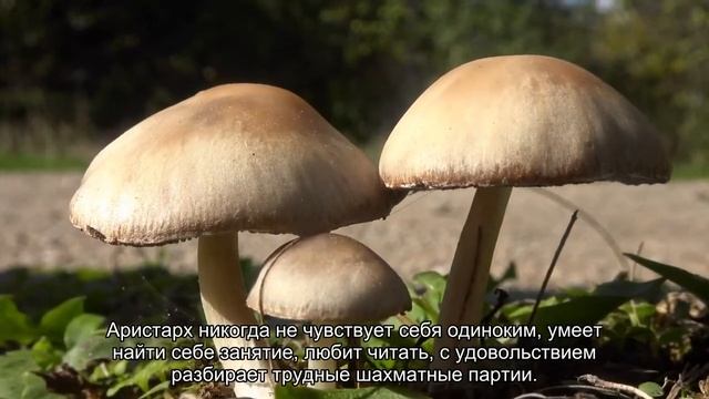 Значение имени Аристарх. Толкование, судьба, характер смотреть онлайн