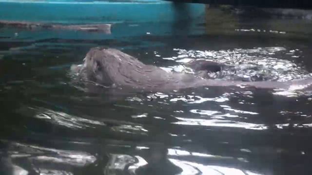 Речная ондатра Тилли - инструктор по плаванию. смотреть онлайн